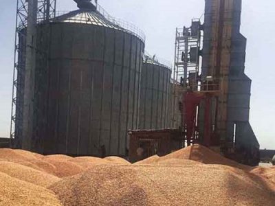 میزان خرید گندم در کشور