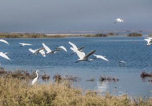 آغاز مهاجرت پرندگان به منابع آبی کهگیلویه و بویراحمد