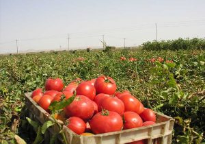 کشف حدود ۶۰۰ هکتار گوجه فرنگی پاییزه در گچساران