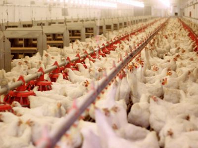 اجرای زنجیره تولید مرغ در استان