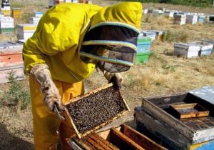 مشکلات بزرگ زنبورداری در کهگیلویه و بویراحمد/ عسل تقلبی بازار عسل باکیفیت را خراب کرده است