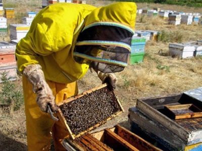 مشکلات بزرگ زنبورداری در کهگیلویه و بویراحمد/ عسل تقلبی بازار عسل باکیفیت را خراب کرده است