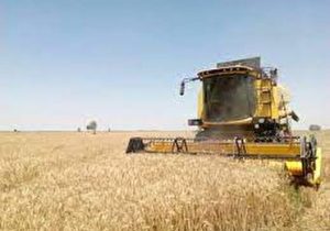 پیش بینی افزایش برداشت گندم در کهگیلویه و بویراحمد