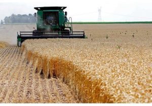  برداشت ۱۶ میلیون تن گندم و جو / قیمت گندم و جو امسال چقدر است ؟
