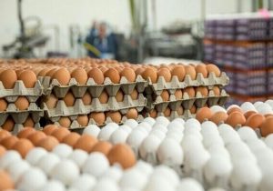 بازار فاقد تخم مرغ / قیمت تعیین شده چقدر است ؟