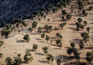 دستگیری متخلف قطع درختان در کهگیلویه و بویراحمد