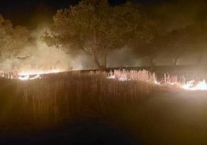 آتش سوزی ۲ هکتار از مزارع / علت آتش سوزی چه بود؟+تصاویر
