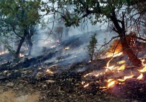 شناسایی عاملان آتش سوزی جنگل های استان