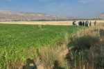 مبارزه بیولوژیک در بیش از دو هزار هکتار از مزارع لوبیا در استان