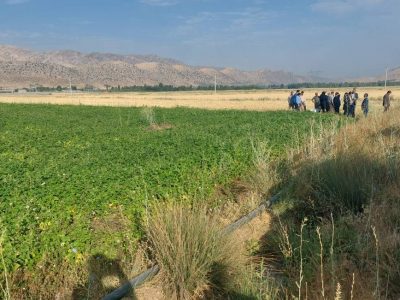 مبارزه بیولوژیک در بیش از دو هزار هکتار از مزارع لوبیا در استان
