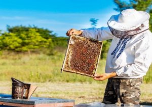 برداشت عسل از زنبورستان‌های مناطق عشایری کهگیلویه