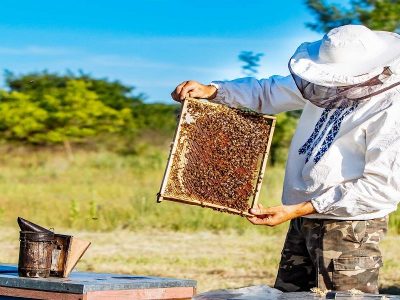 برداشت عسل از زنبورستان‌های مناطق عشایری کهگیلویه