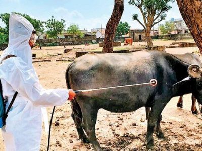 خطر شیوع بیماری تب کنگو با آغاز فصل گرما