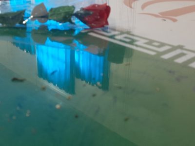 گزارش ویژه از يادواره شهدای بخش دیشموک و استقبال از شهدای گمنام در دیشموک+فیلم و عکس