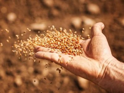 آغاز خرید بذر گیاهان مرتعی از بهره برداران کهگیلویه و بویراحمد