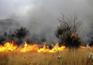 حدود ۲۵ هکتار از مساحت پارک جنگلی کرخه دچار آتش سوزی شد