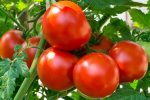 صف گوجه در اهواز/داستان تکراری سودجویانی در میدان الغدیر/گوجه کیلویی ۲۵ هزار تومان!