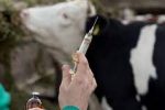 واکسینه‌ی دام‌های مناطق عشایرنشین کهگیلویه