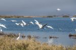 آغاز مهاجرت پرندگان به منابع آبی کهگیلویه و بویراحمد