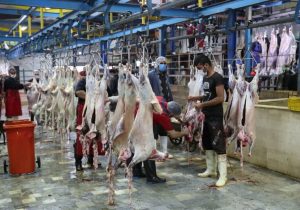 تولید سالانه ۱۷هزار تن گوشت قرمز سالانه در استان