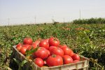 کشف حدود ۶۰۰ هکتار گوجه فرنگی پاییزه در گچساران