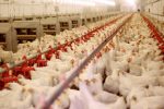 اجرای زنجیره تولید مرغ در استان