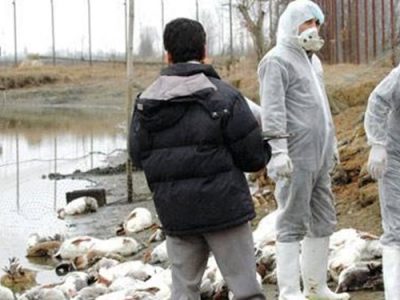 هشدار مدیرکل دامپزشکی استان در خصوص شیوع آنفلوانزای پرندگان