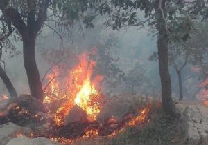 بارش‌های نرمال و خطر افزایش آتش‌سوزی جنگل‌ها و مراتع/ تدابیر مسئولان برای تابستان چیست؟