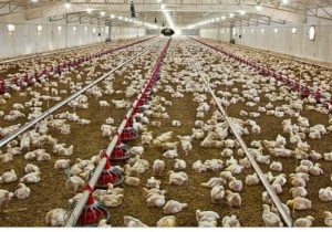 ۸۵۰هزار قطعه جوجه ریزی برای تأمین مرغ شب عید در کهگیلویه و بویراحمد انجام ش
