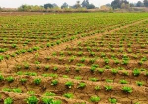 رفع تداخلات بیش از ۱۲۷ هزار هکتار از اراضی کشاورزی در آذربایجان‌غربی
