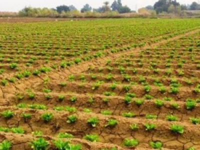 رفع تداخلات بیش از ۱۲۷ هزار هکتار از اراضی کشاورزی در آذربایجان‌غربی