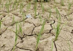 ممنوعیت کشت برنج تحت پوشش چاه‌های کشاورزی در کهگیلویه