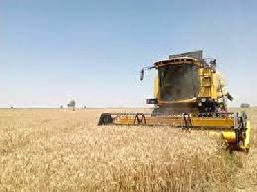پیش بینی افزایش برداشت گندم در کهگیلویه و بویراحمد