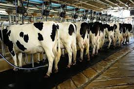تولید ۱۰ هزار تن شیر در یکی از بزرگترین گاوداری‌های جنوب کشور