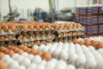 بازار فاقد تخم مرغ / قیمت تعیین شده چقدر است ؟
