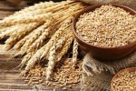 خرید تضمینی ۳.۱ میلیون تن گندم از کشاورزان