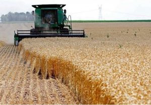 پیش بینی خرید تضمینی ۲۸ هزار تن گندم در منطقه