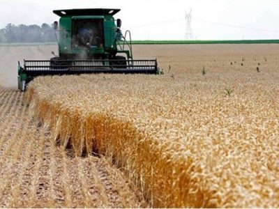 پیش بینی خرید تضمینی ۲۸ هزار تن گندم در منطقه