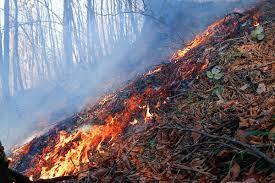 علت اصلی آتش‌سوزی جنگل‌ها مشخص شد