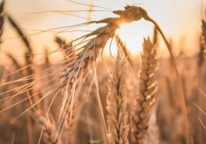 خبر خوب| رشد ۳۰۰ درصدی خرید گندم در کهگیلویه