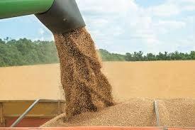 خرید بیش از ۶۷ هزار تن گندم تضمینی در استان
