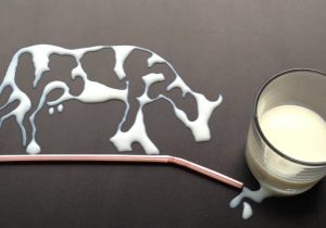 آیا شیر گاو برای انسان بد است؟ علم چه می‌گوید؟