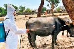 خطر شیوع بیماری تب کنگو با آغاز فصل گرما