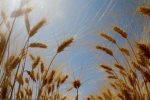 ۲۵۰ هکتار کلزا در کهگیلویه غیرقابل برداشت است