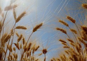 ۲۵۰ هکتار کلزا در کهگیلویه غیرقابل برداشت است