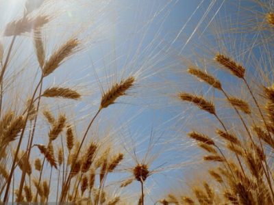 ۲۵۰ هکتار کلزا در کهگیلویه غیرقابل برداشت است
